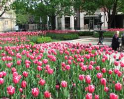 If you are a tulip admirer then you must visit the park at the time of its blooming. More than 75 thousand tulip bulbs are planted in the park alongsi